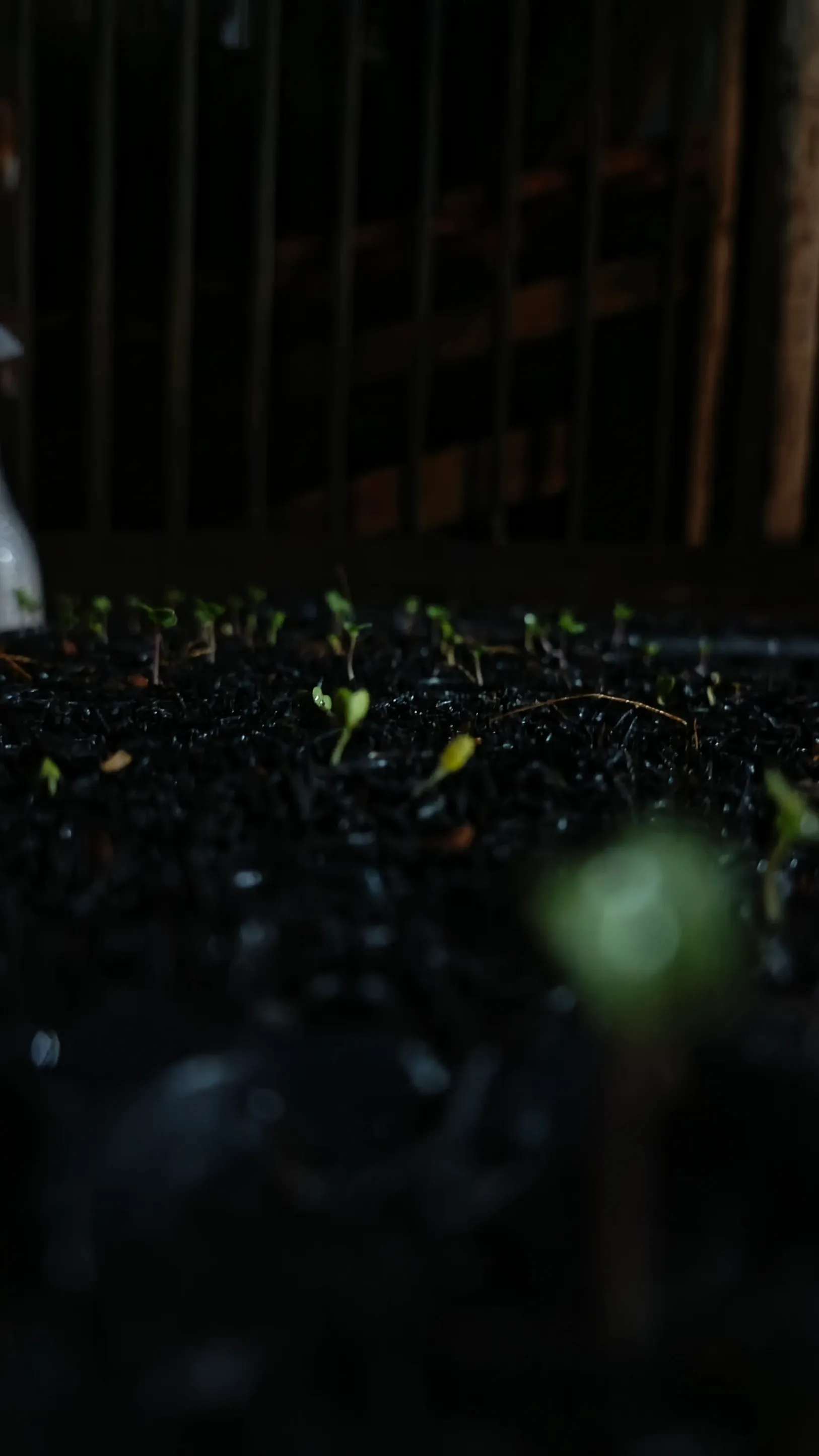 Abu Sekam Padi sebagai Pestisida